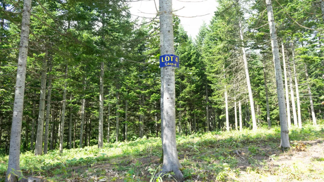 Lot4Pines (1)